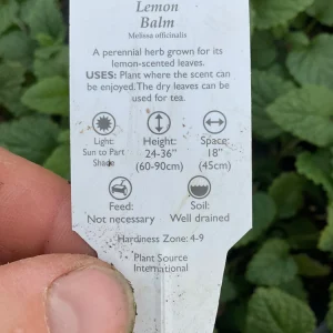 Lemon Balm Live Plant – 4.5" Pot – Fragrant Herb – Indoor/Outdoor - Image 6
