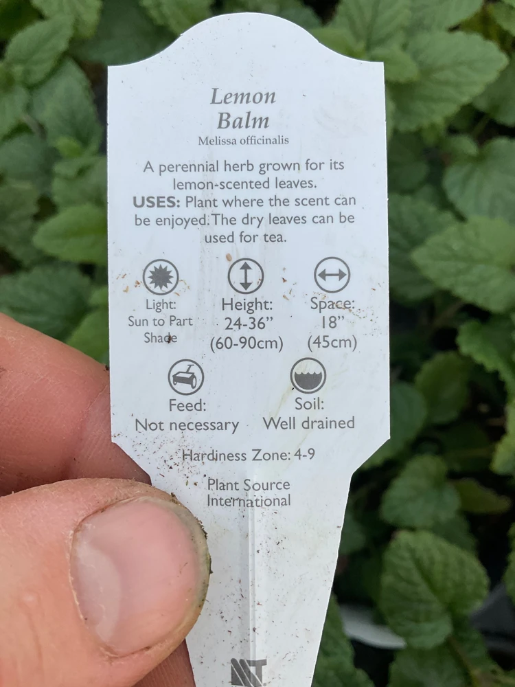 Lemon Balm Live Plant – 4.5" Pot – Fragrant Herb – Indoor/Outdoor - Image 6