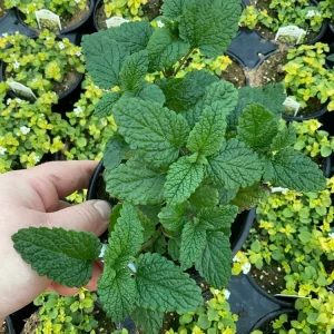 Lemon Balm Live Plant – 4.5" Pot – Fragrant Herb – Indoor/Outdoor - Image 1