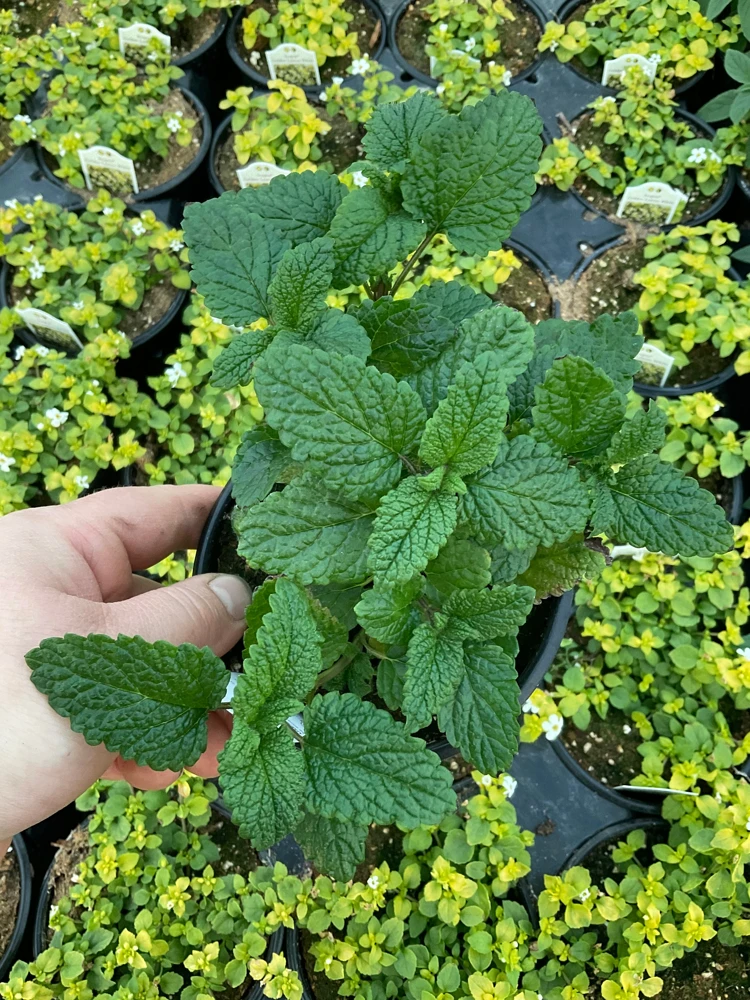 Lemon Balm Live Plant – 4.5" Pot – Fragrant Herb – Indoor/Outdoor - Image 1