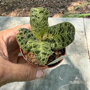 Macodes Petola Jewel Orchid Live Plant – 3 inch Pot – Indoor Foliage Plant - Image 3