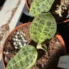 Macodes Petola Jewel Orchid Live Plant – 3 inch Pot – Indoor Foliage Plant - Image 1
