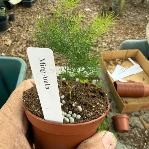 Ming Aralia Live Plant - Small Starter, 3 inch Pot, Indoor - Image 2