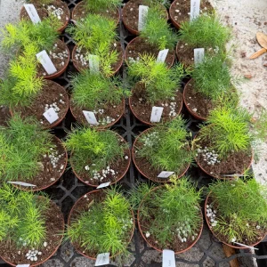 Ming Aralia Live Plant - Small Starter, 3 inch Pot, Indoor - Image 3