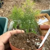 Ming Aralia Live Plant - Small Starter, 3 inch Pot, Indoor - Image 1