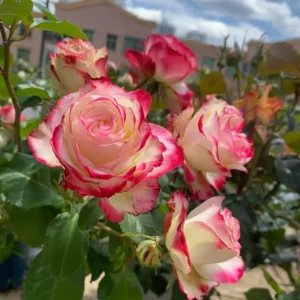 Monica Bellucci Rose Live Plant - Bi-color Red & White, Fragrant, Zone 6-9 - Image 2