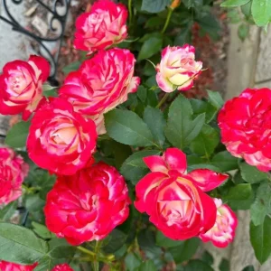 Monica Bellucci Rose Live Plant - Bi-color Red & White, Fragrant, Zone 6-9 - Image 3