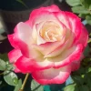 Monica Bellucci Rose Live Plant - Bi-color Red & White, Fragrant, Zone 6-9 - Image 1