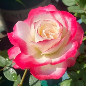 Monica Bellucci Rose Live Plant - Bi-color Red & White, Fragrant, Zone 6-9 - Image 1