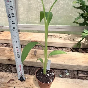 Musa Ice Cream Banana Live Plant - Fast Growing in 3 inch Pot, Fruit Tree - Image 2