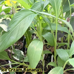 Musa Ice Cream Banana Live Plant - Fast Growing in 3 inch Pot, Fruit Tree - Image 3