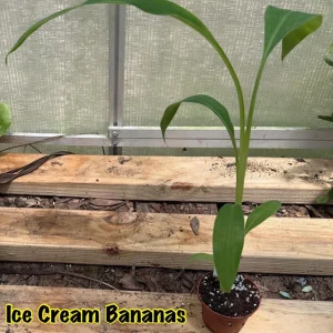 Musa Ice Cream Banana Live Plant - Fast Growing in 3 inch Pot, Fruit Tree - Image 4
