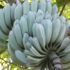 Musa Ice Cream Banana Live Plant - Fast Growing in 3 inch Pot, Fruit Tree - Image 1