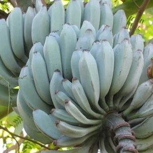 Musa Ice Cream Banana Live Plant - Fast Growing in 3 inch Pot, Fruit Tree - Image 1