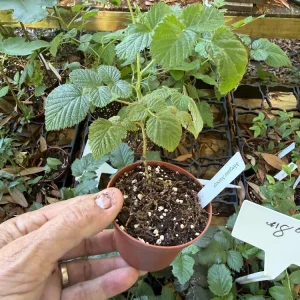 Mysore Raspberry Live Plant – Rubus Niveus – Tropical Fruit Bush – 3 inch Pot - Image 2