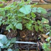 Mysore Raspberry Live Plant – Rubus Niveus – Tropical Fruit Bush – 3 inch Pot - Image 1