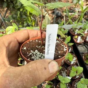 Natchez Thornless Blackberry Live Plant – 3 inch Pot – Floricane Fruiting – Outdoor - Image 2