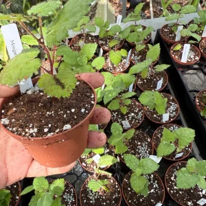 Natchez Thornless Blackberry Live Plant – 3 inch Pot – Floricane Fruiting – Outdoor - Image 3