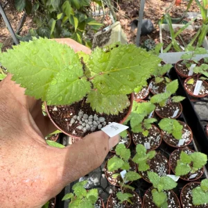 Natchez Thornless Blackberry Live Plant – 3 inch Pot – Floricane Fruiting – Outdoor - Image 4
