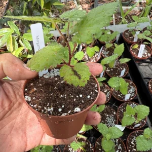 Natchez Thornless Blackberry Live Plant – 3 inch Pot – Floricane Fruiting – Outdoor - Image 5