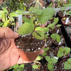 Natchez Thornless Blackberry Live Plant – 3 inch Pot – Floricane Fruiting – Outdoor - Image 6
