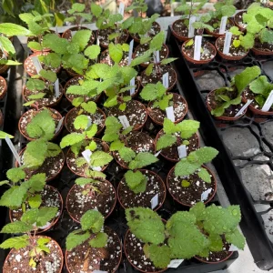 Natchez Thornless Blackberry Live Plant – 3 inch Pot – Floricane Fruiting – Outdoor - Image 7