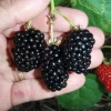 Natchez Thornless Blackberry Live Plant – 3 inch Pot – Floricane Fruiting – Outdoor - Image 1