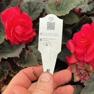 Nonstop Mocca Pink Shades Begonia Plant - Live 4.5 inch Nursery Pot - Image 10