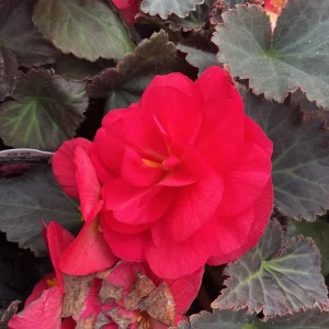 Nonstop Mocca Pink Shades Begonia Plant - Live 4.5 inch Nursery Pot - Image 11
