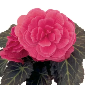 Nonstop Mocca Pink Shades Begonia Plant - Live 4.5 inch Nursery Pot - Image 12