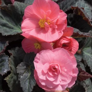 Nonstop Mocca Pink Shades Begonia Plant - Live 4.5 inch Nursery Pot - Image 13
