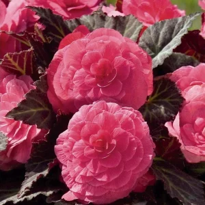 Nonstop Mocca Pink Shades Begonia Plant - Live 4.5 inch Nursery Pot - Image 14