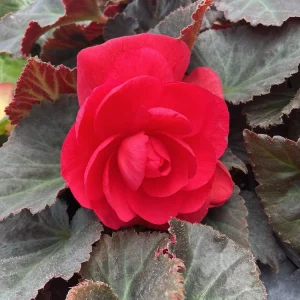 Nonstop Mocca Pink Shades Begonia Plant - Live 4.5 inch Nursery Pot - Image 2