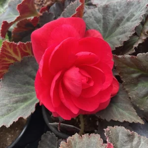 Nonstop Mocca Pink Shades Begonia Plant - Live 4.5 inch Nursery Pot - Image 3