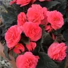 Nonstop Mocca Pink Shades Begonia Plant - Live 4.5 inch Nursery Pot - Image 1