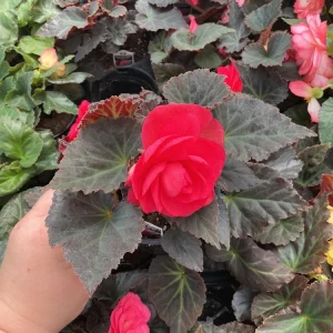 Nonstop Mocca Pink Shades Begonia Plant - Live 4.5 inch Nursery Pot - Image 4