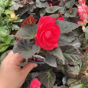 Nonstop Mocca Pink Shades Begonia Plant - Live 4.5 inch Nursery Pot - Image 5