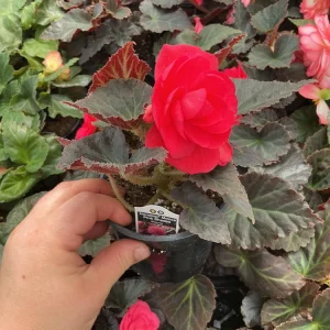 Nonstop Mocca Pink Shades Begonia Plant - Live 4.5 inch Nursery Pot - Image 6