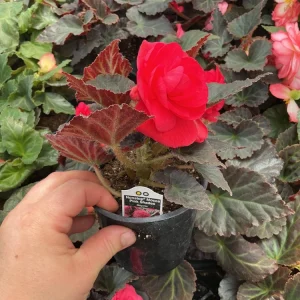 Nonstop Mocca Pink Shades Begonia Plant - Live 4.5 inch Nursery Pot - Image 7