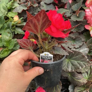 Nonstop Mocca Pink Shades Begonia Plant - Live 4.5 inch Nursery Pot - Image 8