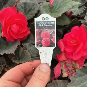 Nonstop Mocca Pink Shades Begonia Plant - Live 4.5 inch Nursery Pot - Image 9
