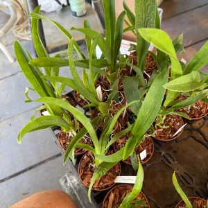 Oncidium Gower Ramsey Orange Delight Orchid Live Plant – 3 inch Pot - Image 2