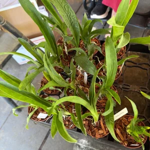 Oncidium Gower Ramsey Orange Delight Orchid Live Plant – 3 inch Pot - Image 4