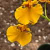 Oncidium Gower Ramsey Orange Delight Orchid Live Plant – 3 inch Pot - Image 1