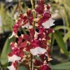 Oncidium Orchid 'Raspberry Chocolate' Live Plant – 3 inch Pot – Fragrant Indoor - Image 1