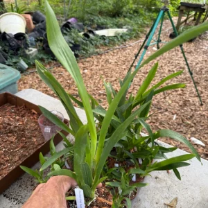 Oncidium Orchid 'Raspberry Chocolate' Live Plant – 3 inch Pot – Fragrant Indoor - Image 3