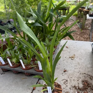 Oncidium Orchid 'Raspberry Chocolate' Live Plant – 3 inch Pot – Fragrant Indoor - Image 4
