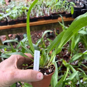 Oncidium Sharry Baby Orchid Live Plant – Sweet Chocolate Fragrance – 3 inch Pot - Image 2