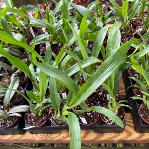 Oncidium Sharry Baby Orchid Live Plant – Sweet Chocolate Fragrance – 3 inch Pot - Image 3