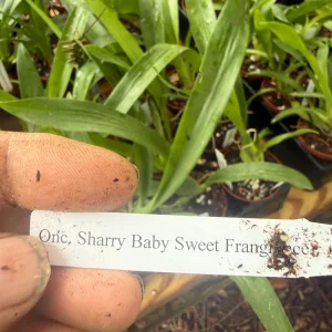 Oncidium Sharry Baby Orchid Live Plant – Sweet Chocolate Fragrance – 3 inch Pot - Image 4